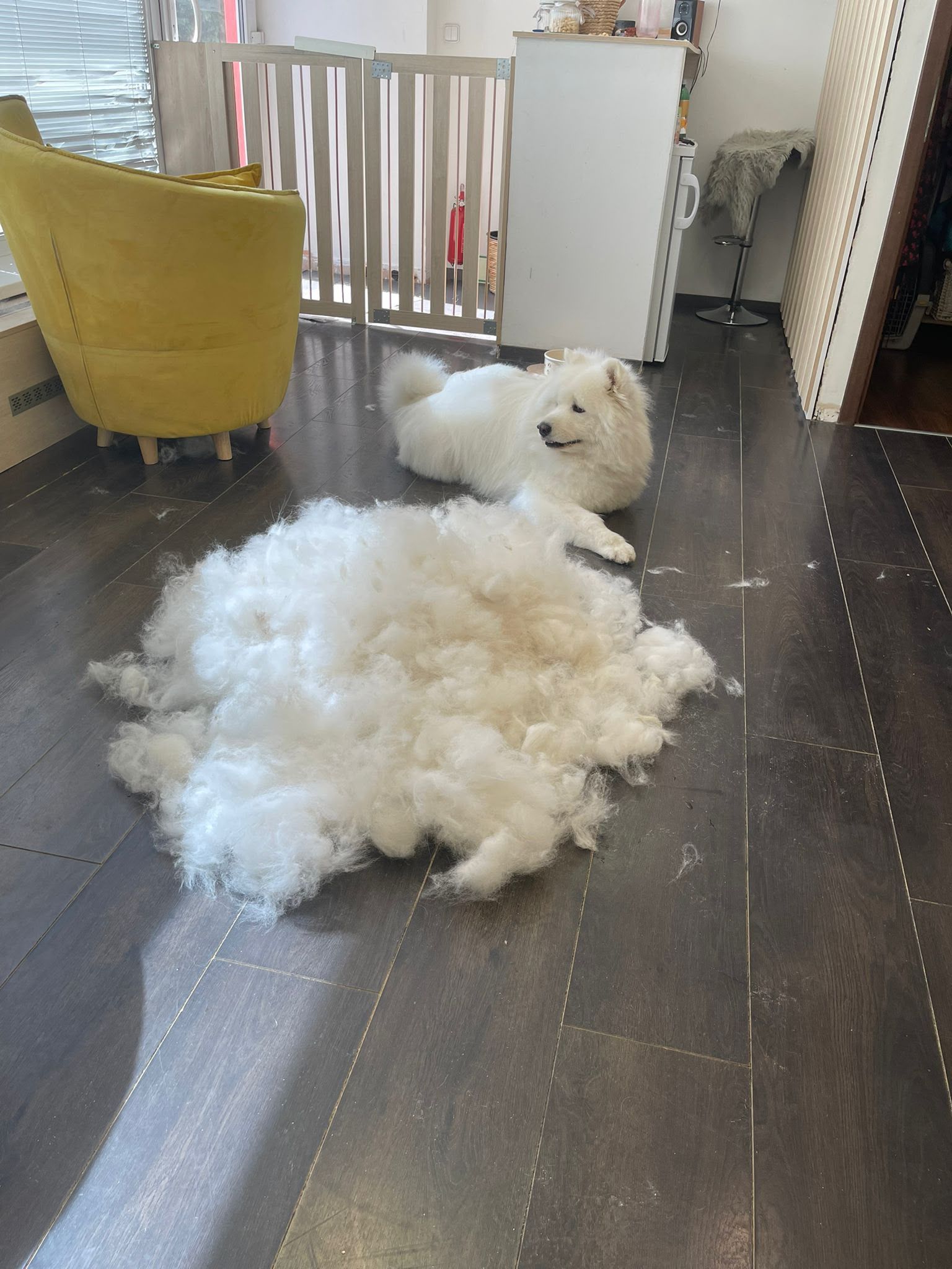Togo at the groomer beside a pile of brushed-out white fur.