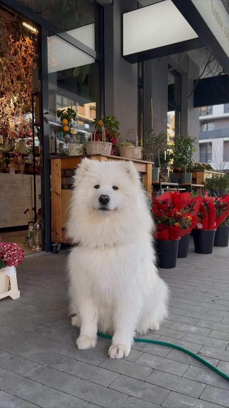 Togo sits among flowers outside a flower shop in Bratislava.
