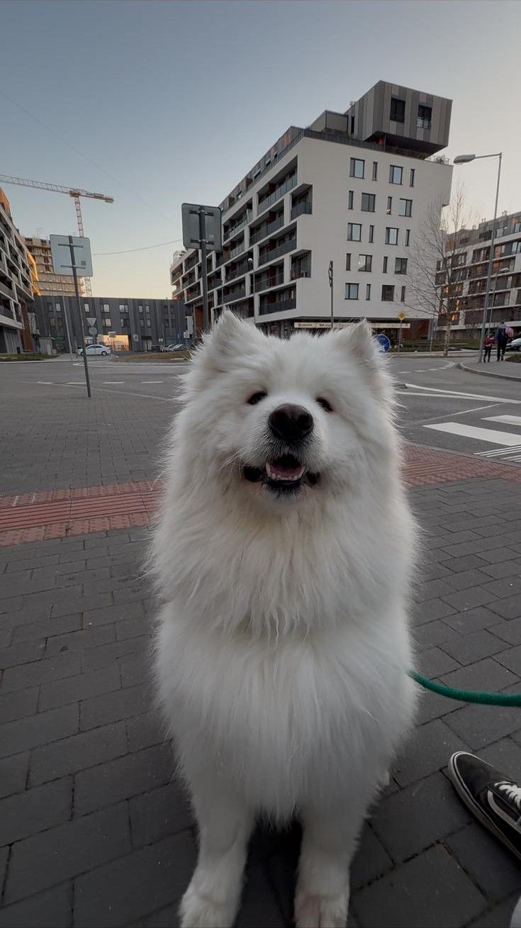 Togo sits on a pavement in Bratislava and smiles at the camera.