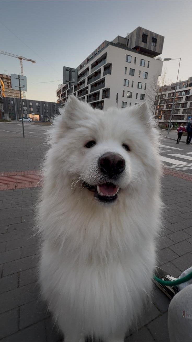 A close-up of Togo smiling at a city crossing.