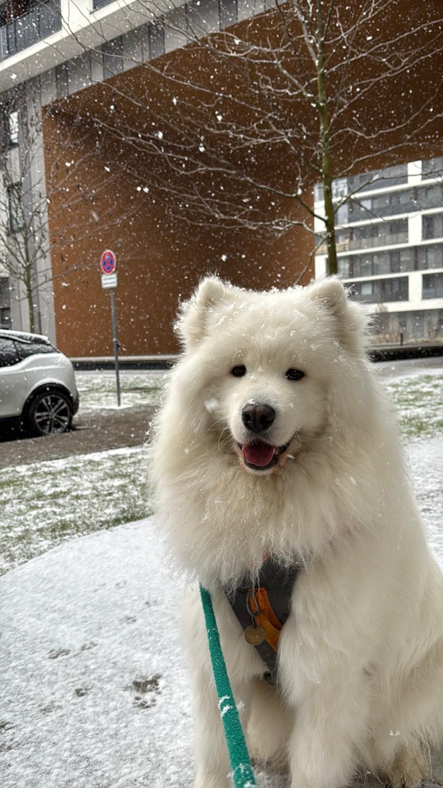 A smiling Togo on a walk in falling snow.