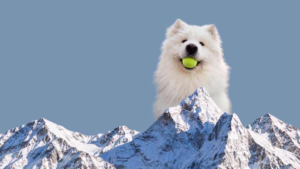 Togo the Samoyed sits with a tennis ball behind snowy mountains on a blue background.